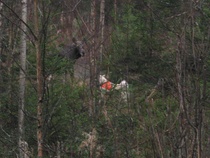 Huli ja hirvi